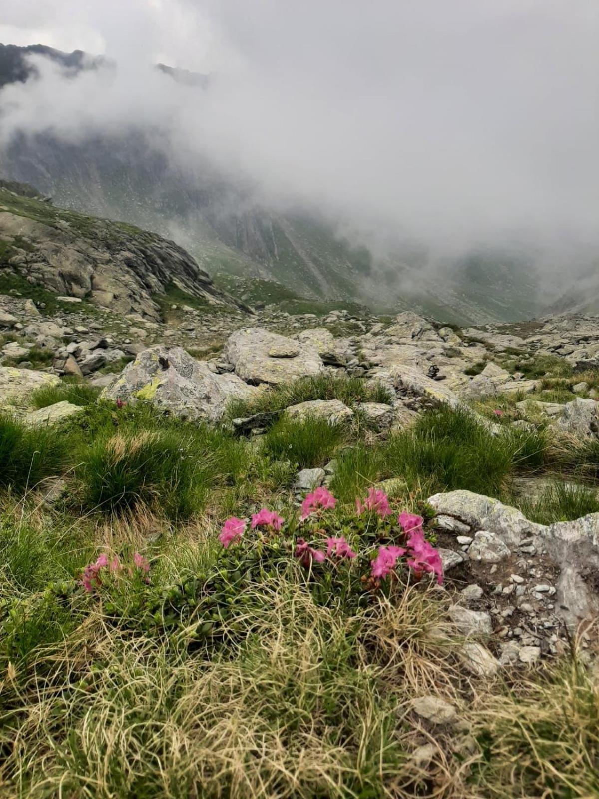 בית אירוח Casa Oaspeti Transfagarasan